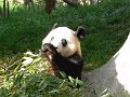 Pandas (032)